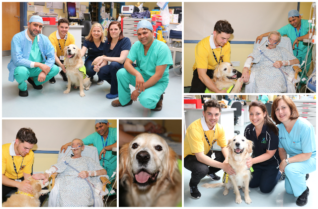 Therapy Dog ‘Cody’ makes his debut at Portiuncula University Hospital Therapy Dog ‘Cody’ makes his debut at Portiuncula University Hospital